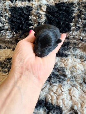 Les chiots de Schipperke