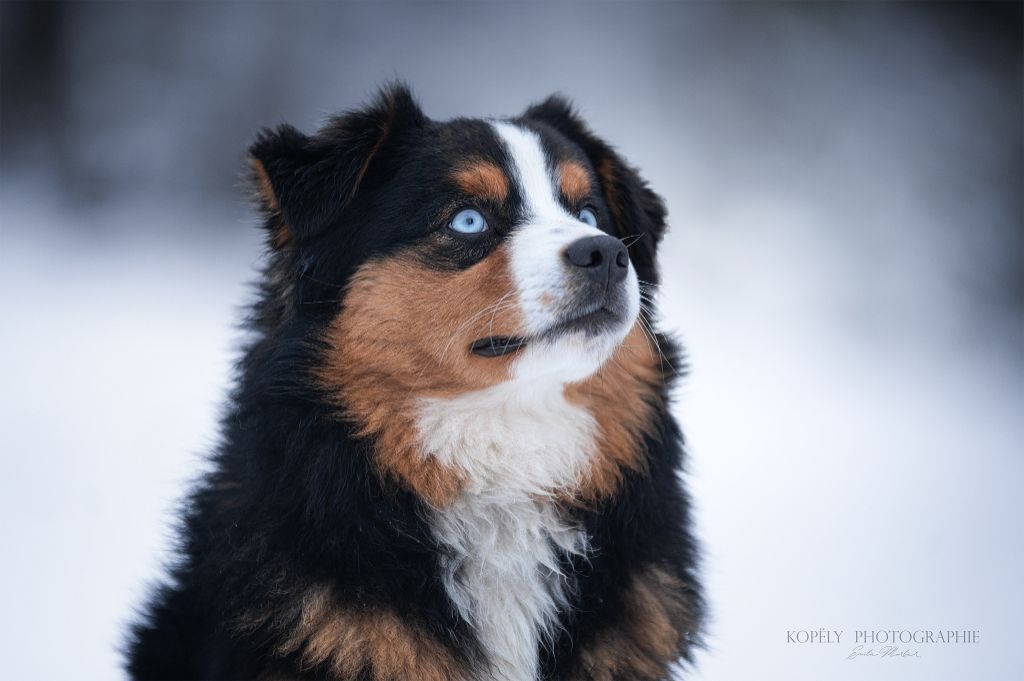 Publication : Green Clover