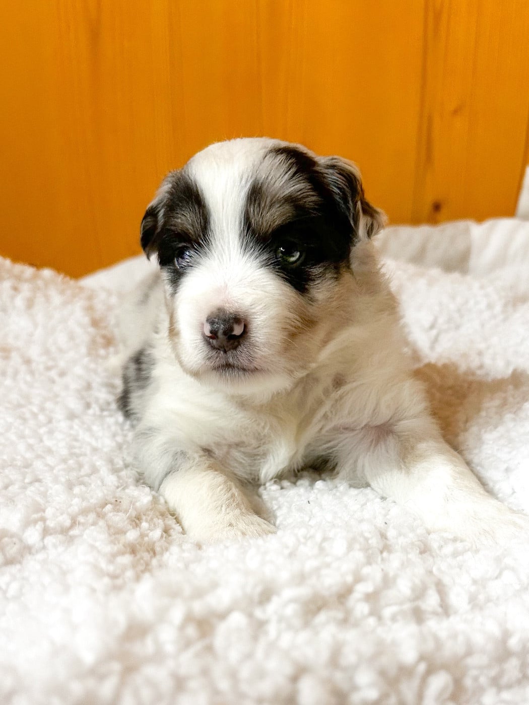 Berger Américain Miniature  - Mini's Red Mountain