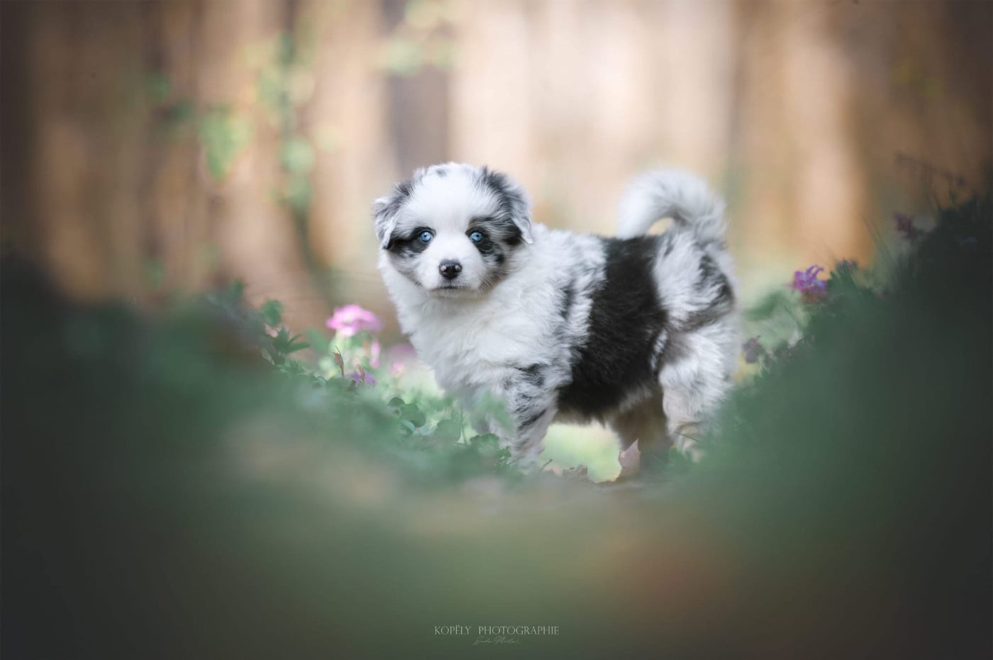 Berger Américain Miniature  - Mini's Red Mountain