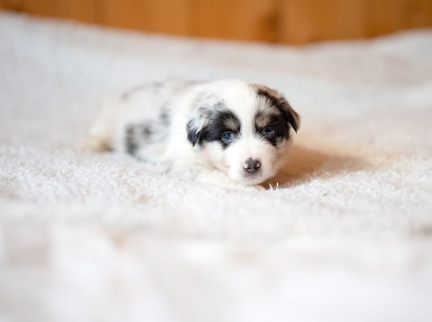 Berger Américain Miniature  - Mini's Red Mountain