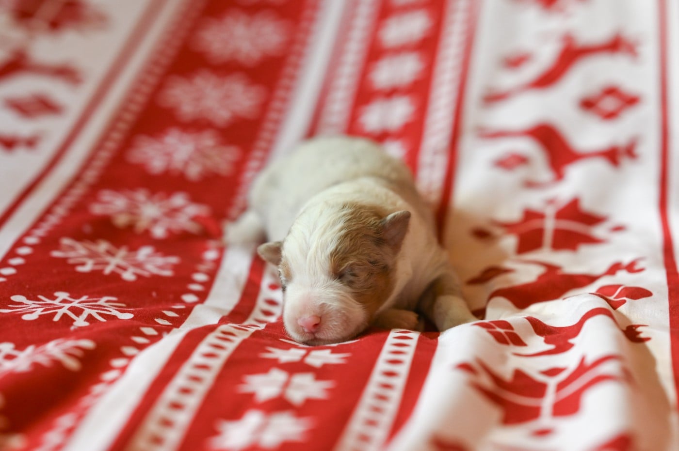 Berger Américain Miniature  - Mini's Red Mountain