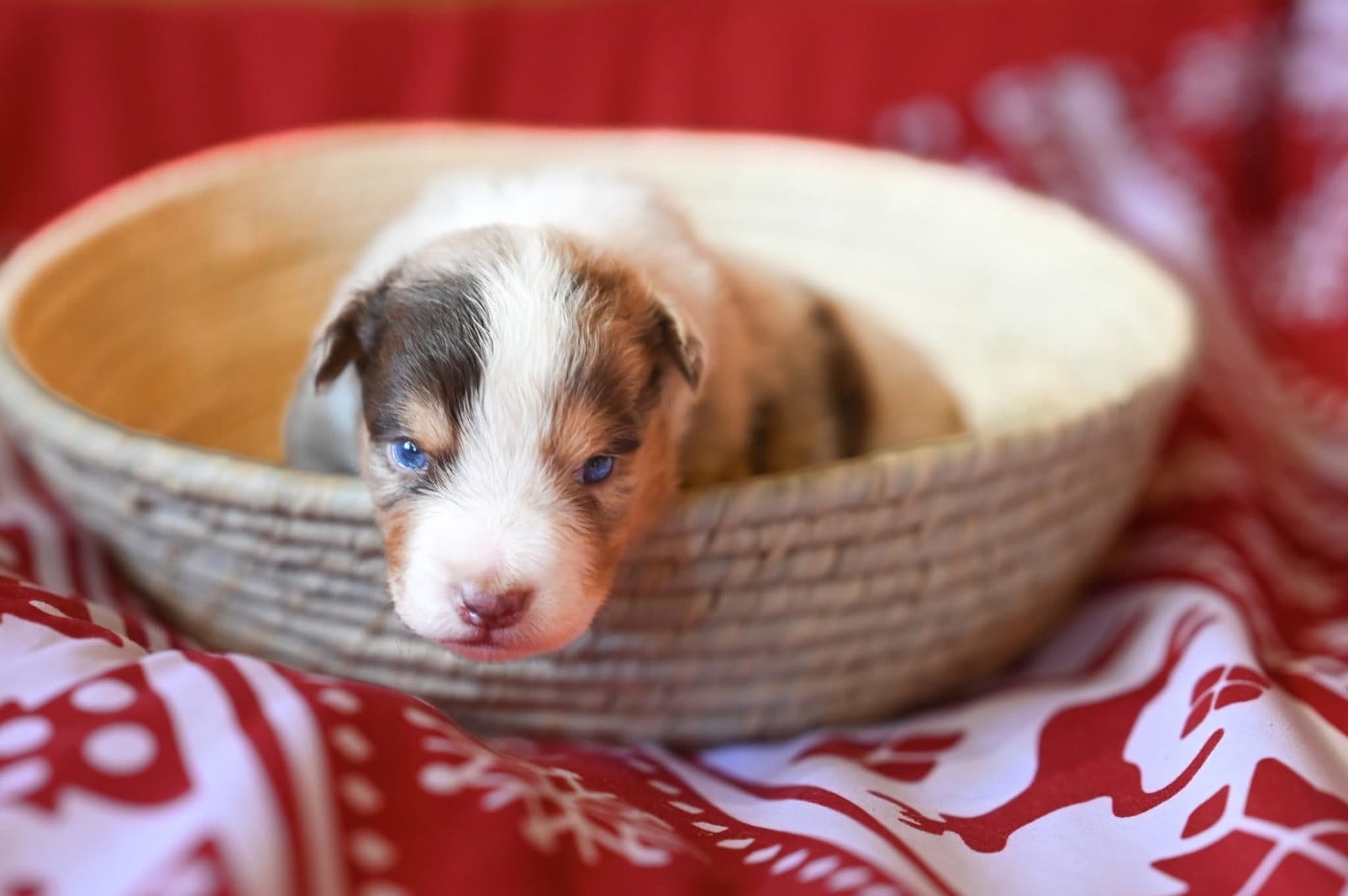 Berger Américain Miniature  - Mini's Red Mountain