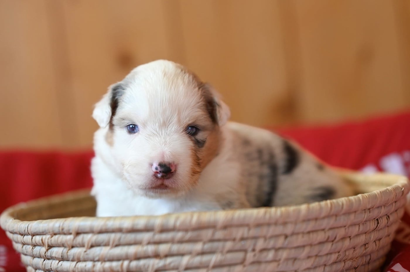 Berger Américain Miniature  - Mini's Red Mountain