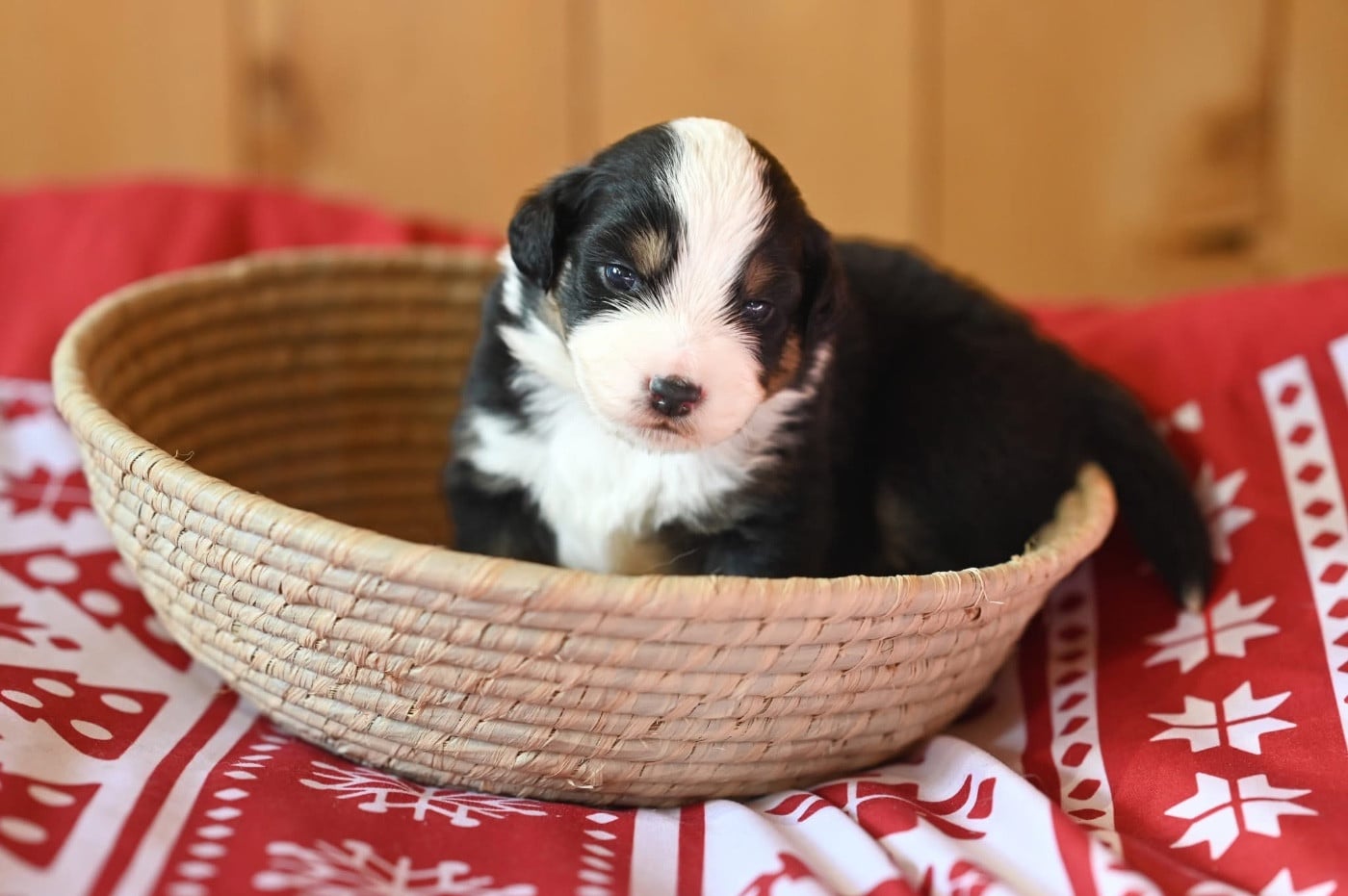 Berger Américain Miniature  - Mini's Red Mountain