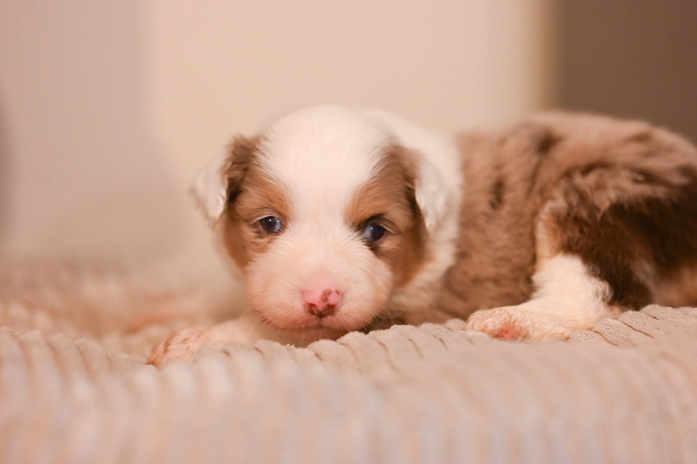 Berger Américain Miniature  - Mini's Red Mountain