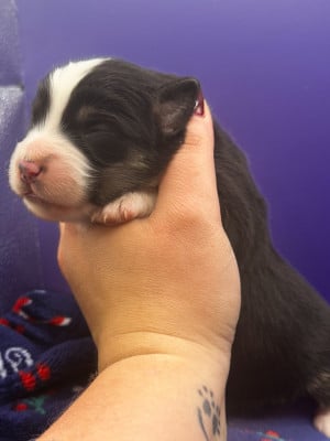 Les chiots de Berger Américain Miniature