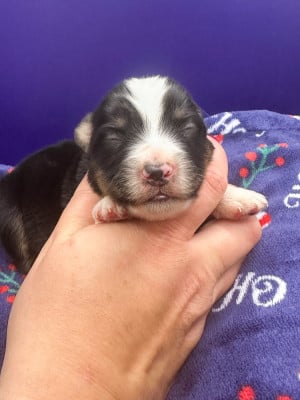 Les chiots de Berger Américain Miniature