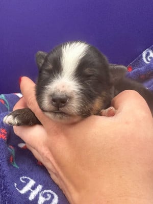 Les chiots de Berger Américain Miniature