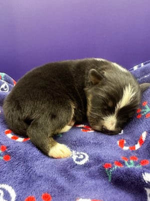 Les chiots de Berger Américain Miniature