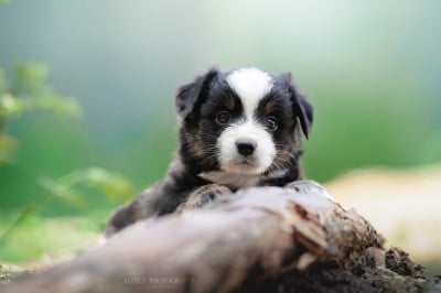 Les chiots de Berger Américain Miniature
