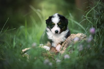 Les chiots de Berger Américain Miniature