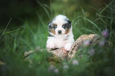 Les chiots de Berger Américain Miniature
