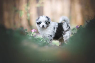 Les chiots de Berger Américain Miniature