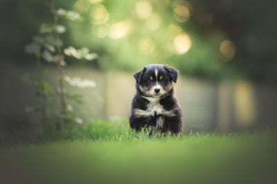 Les chiots de Berger Américain Miniature