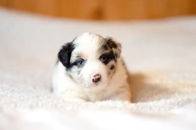 Les chiots de Berger Américain Miniature
