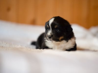 Les chiots de Berger Américain Miniature