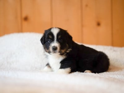 Les chiots de Berger Américain Miniature