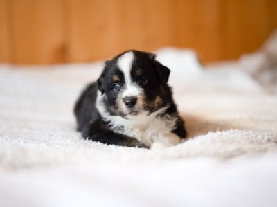 Les chiots de Berger Américain Miniature