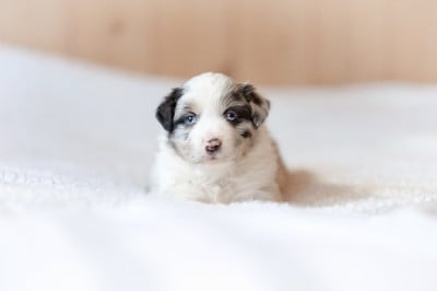 Les chiots de Berger Américain Miniature