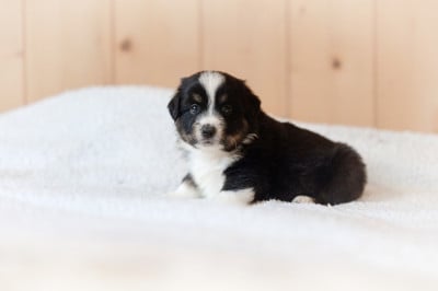 Les chiots de Berger Américain Miniature