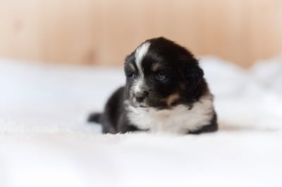 Les chiots de Berger Américain Miniature