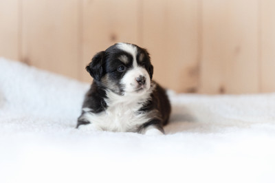 Les chiots de Berger Américain Miniature 