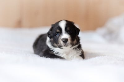 Les chiots de Berger Américain Miniature 