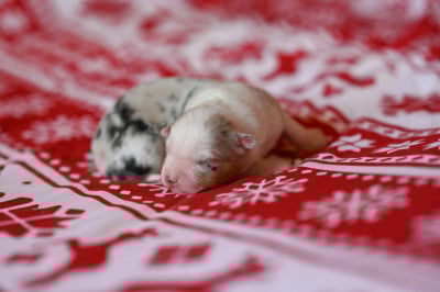 Bouba - Berger Américain Miniature 