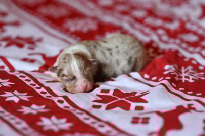 Brownie - Berger Américain Miniature 