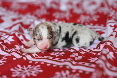 Barbie - Berger Américain Miniature 