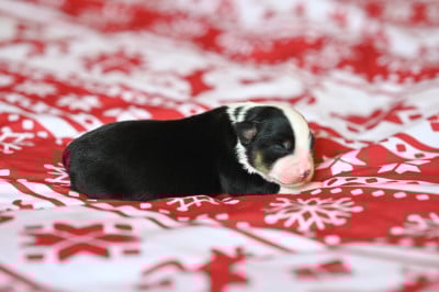 Les chiots de Berger Américain Miniature 