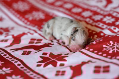 Boo - Berger Américain Miniature 