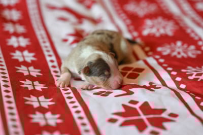 Les chiots de Berger Américain Miniature 