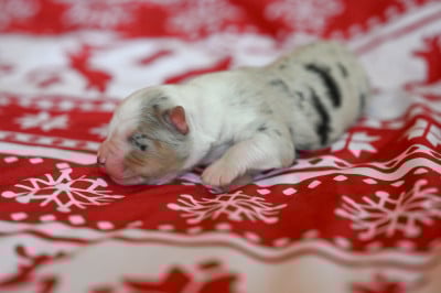 Blade - Berger Américain Miniature 