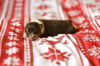 Les chiots de Berger Américain Miniature