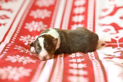 Les chiots de Berger Américain Miniature