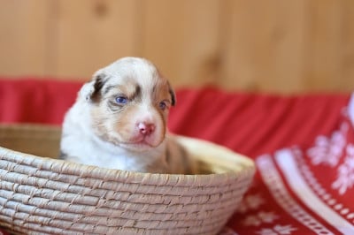 Les chiots de Berger Américain Miniature