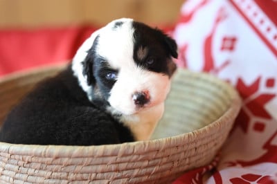 Les chiots de Berger Américain Miniature