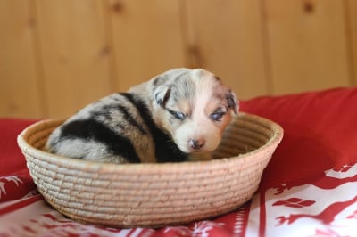 Les chiots de Berger Américain Miniature