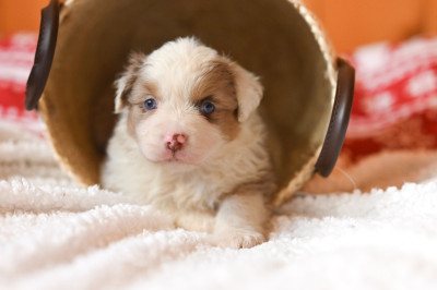 Les chiots de Berger Américain Miniature 