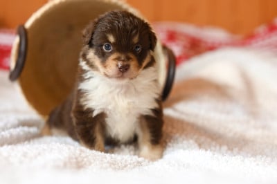 Les chiots de Berger Américain Miniature 