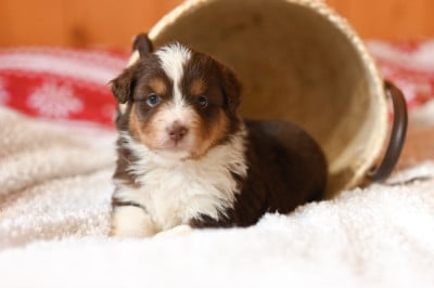 Les chiots de Berger Américain Miniature 