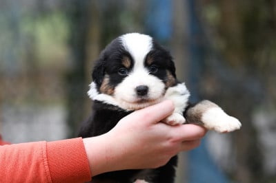 Les chiots de Berger Américain Miniature 