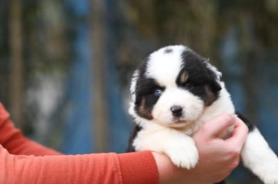 Les chiots de Berger Américain Miniature 