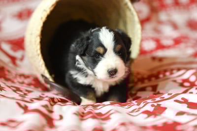 Les chiots de Berger Américain Miniature 