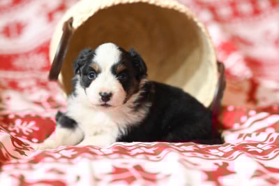 Les chiots de Berger Américain Miniature 