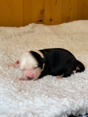Les chiots de Berger Américain Miniature 