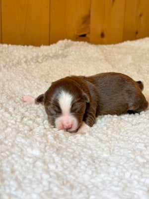 Les chiots de Berger Américain Miniature 