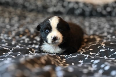 Les chiots de Berger Américain Miniature 